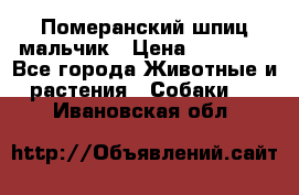 Померанский шпиц мальчик › Цена ­ 30 000 - Все города Животные и растения » Собаки   . Ивановская обл.